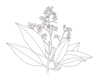 Botanica Logo 2