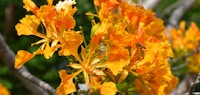 Botanic park poinciana delonix regia orange