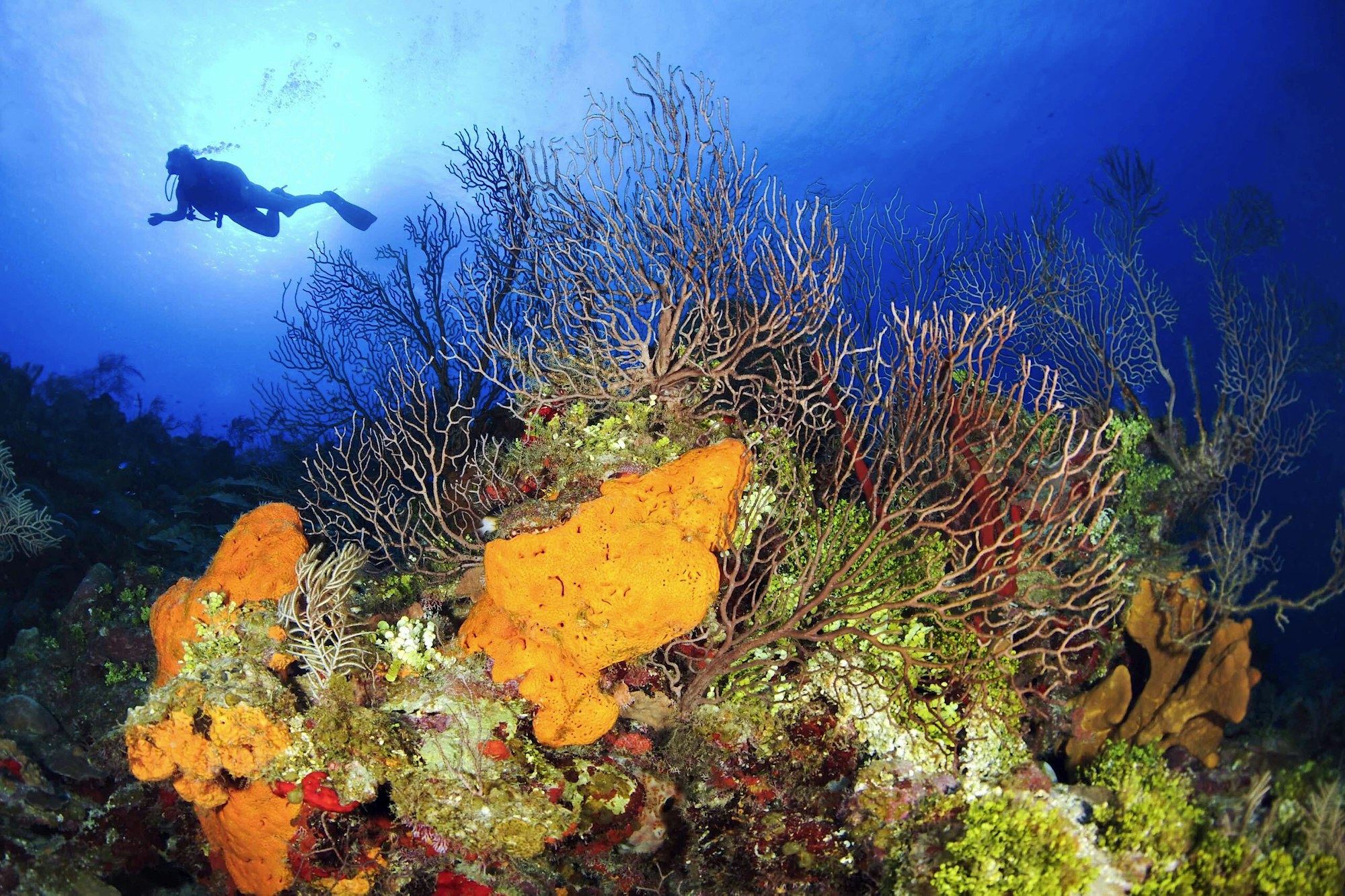 Grand cayman scuba diving