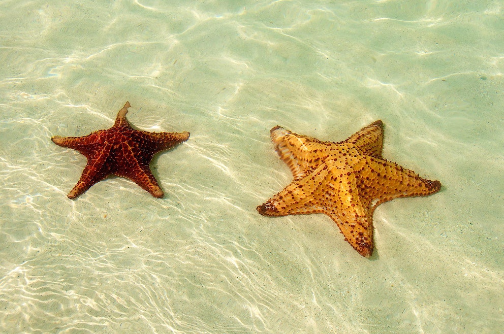 Starfish in water